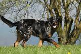 BEAUCERON 601